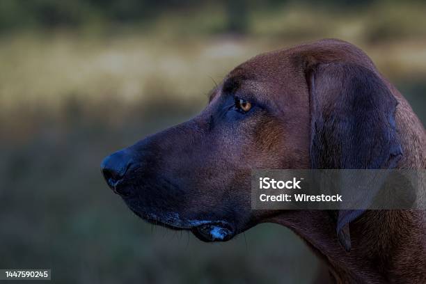 Closeup Of A Hound Dog With Serious Lookin At An Offleash Dog Area At Marymoor Park Stock Photo - Download Image Now