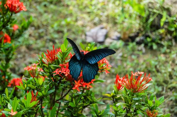 grand papillon tropical - blue silk morpho butterfly photos et images de collection