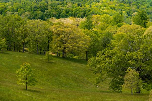 istock Magnificent view of a green thick forest and grassy fields on a sunny day 1447590410