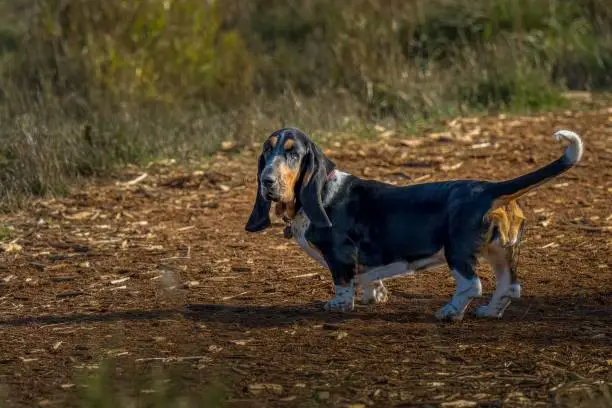 A black and tan Basset Hound, a short-legged breed of dog standing in an open area of an off-leash dog park