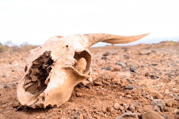 istock Dry Goat Skull , digital photo image 1447590971