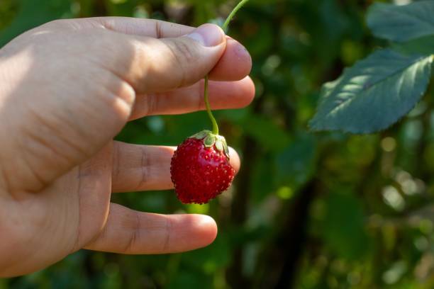 istock Healthy strawberry with bright green background 1447591111