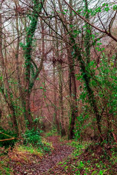 istock Vertical shot of a narrow path through the trees leading to forest 1447591289