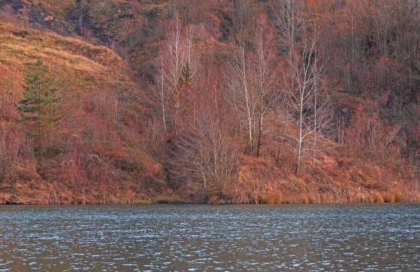 istock Coal lake with forest trees during the autumn 1447591435