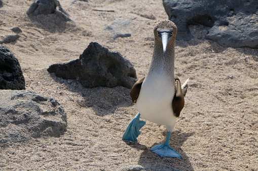 Red-footed booby, Sula sula, in its natural habitat.