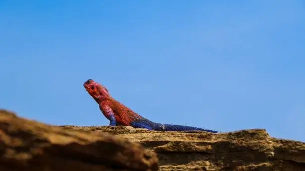 A closeup shot of a Mwanza flat-headed rock agama on the rock