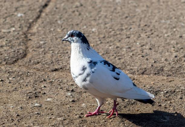 istock White dove on the ground 1447591952