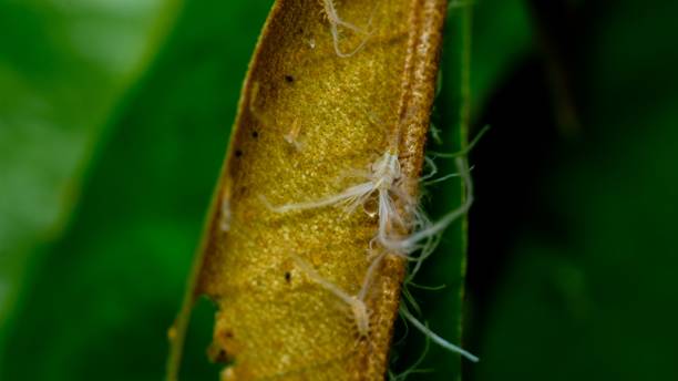 istock Closeup shot of Aphids (Aphidoidea) resting on a durian tree leafd on the blurred background 1447592362