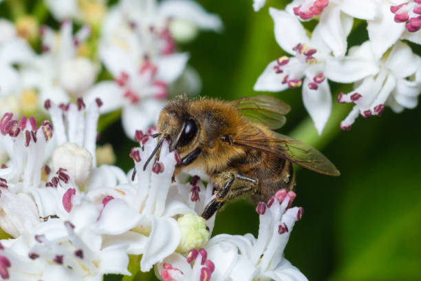 istock Bee Gathering Pollen from a White Flower on a Summer Day. close up 1447592364