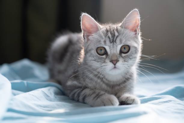 istock Closeup of a Norwegian forest cat sitting on a soft sunlit sheet 1447592642