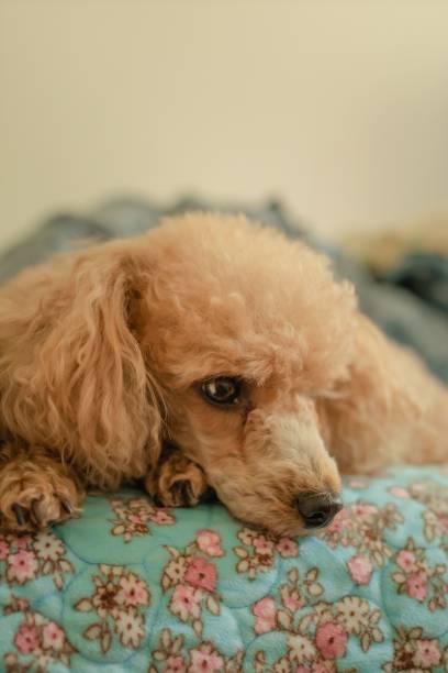 istock Toy poodle laying on the bed 1447593212
