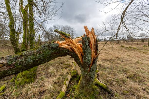 istock Broken mossy tree trunk in a forest with a gloomy gray sky in the background 1447593972