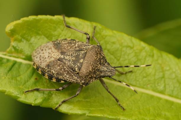 istock Closeup on a European mottled shieldbug, Rhaphigaster nebulosa, sitting on a leaf 1447594701