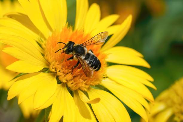 istock Closeup on a female white sectioned leafcutter, Megachile albisecta, on a yellow flower 1447594767