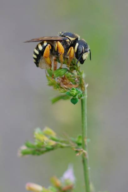 istock Closeup on a threatened yellow Mediterranean interrupted resin-leafcutter bee , Trachusa interrupta 1447594776