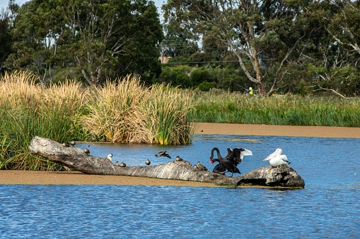 Two black swans and pelicans on the bank near river yellowing grass and trees background