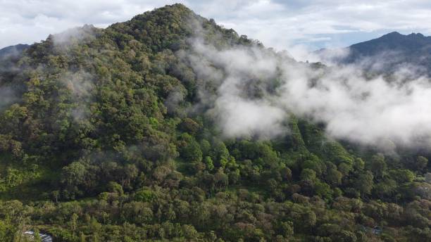 istock High-angle of trees around forested mountains clouds on 1447595230