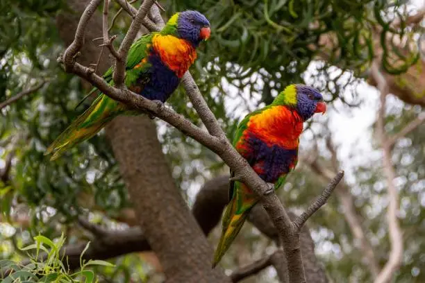 A closeup of two cute Loriini parrots perched on a tree during the daytime