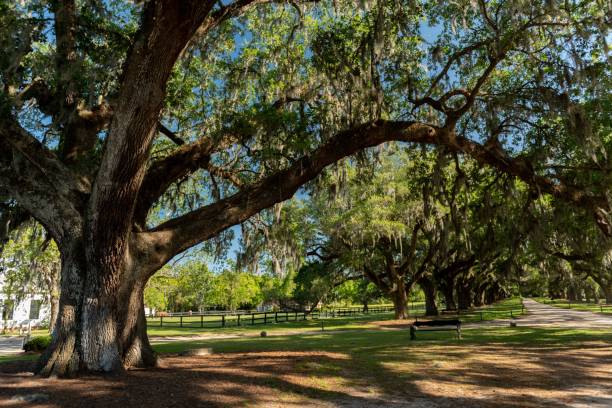 istock Pathway in the green park with oak trees 1447595779