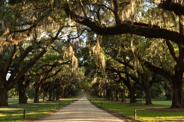 istock Pathway in the green park with oak trees 1447595821