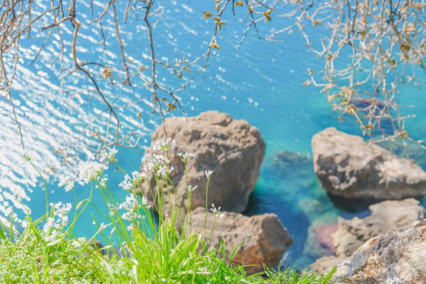 White flowers against the background of rocks and the sea