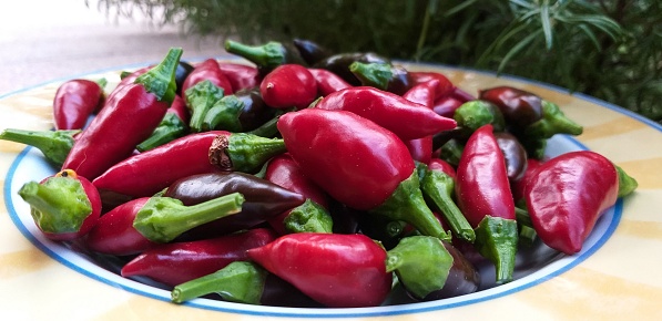 Calabrian red chillies just picked and ready for drying...