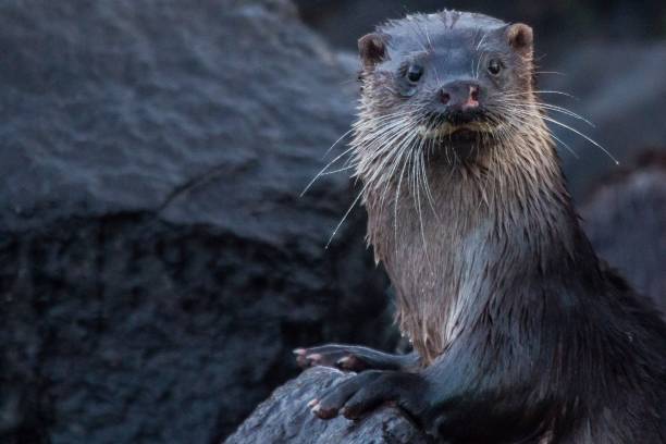 istock Cute wet otter looking in the camera 1447597474