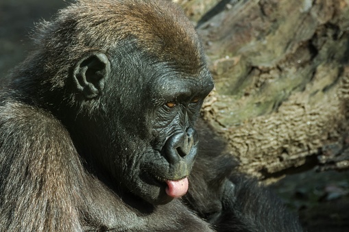 A baby gorilla sits with its tongue out at Barcelona Zoo