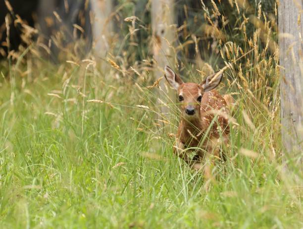 istock White-Tailed Deer fawn in tall grass 1447598911