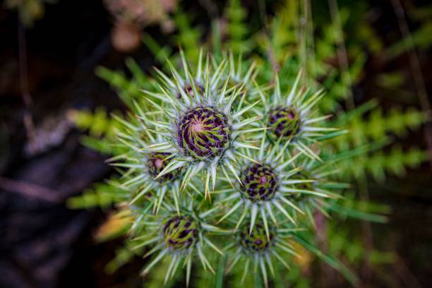 istock High angle view of flowering balkan ivory thistle 1447598924