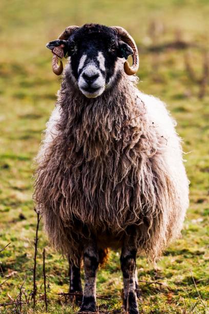 istock Grey Troender sheep breed looking camera side blur grassland in the background, vertical shot 1447599287