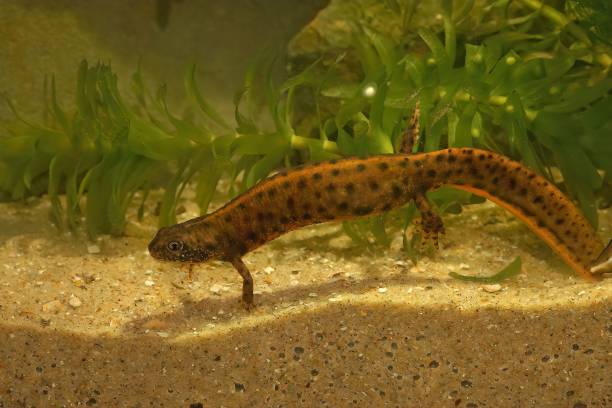 istock Closeup on the a large orange colored female Danube crested newt, Triturus dobrogicus 1447599567