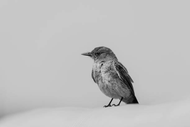 istock View of a black bird isolated on gray background 1447599735