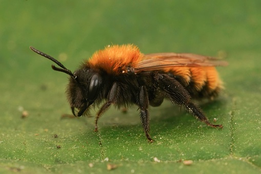 A closeup on a colorful red and black fluffy female tawny mining bee, Andrena fulva sitting on a green leaf