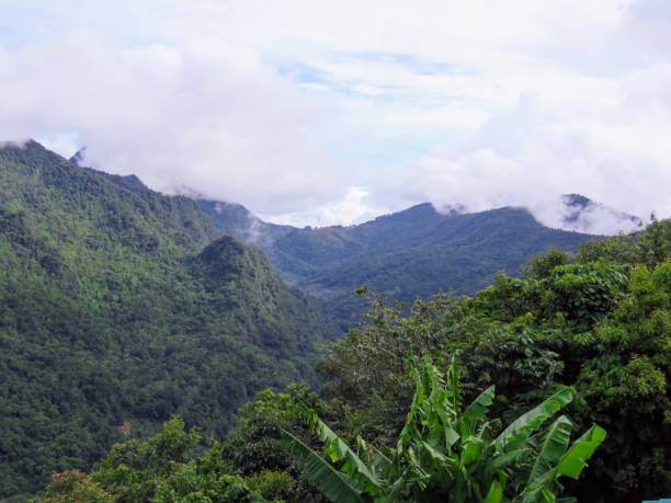 istock Low-angle view of a beautiful forest near the mountains 1447600055