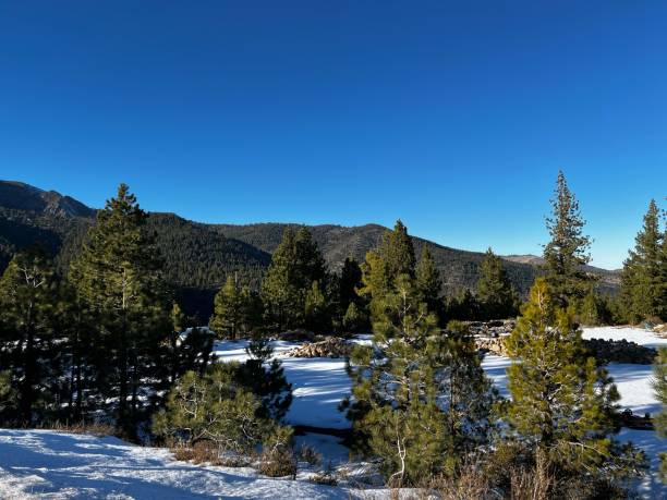 Beautiful view of snow covered forest