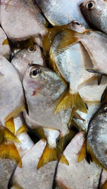 istock gold pomfret in a traditional market 1447601437