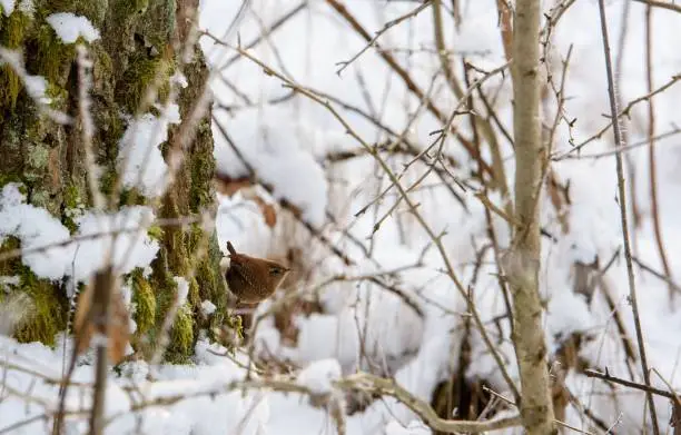 A closeup shot of a winter wren perched on a branch against the snow background