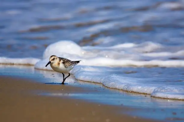 Photo of Sanderling running away from a wave at the shore