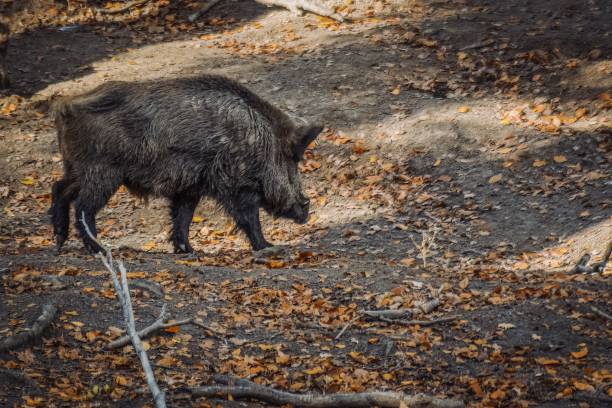 istock Central European boar in the autumn forest 1447602344