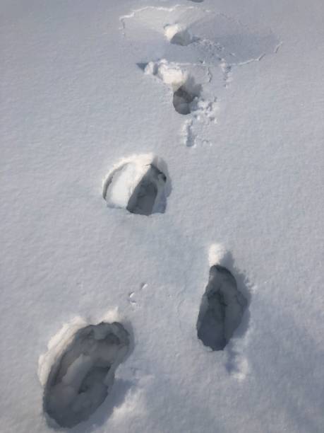istock Winter landscape with footprints on the snow 1447602450