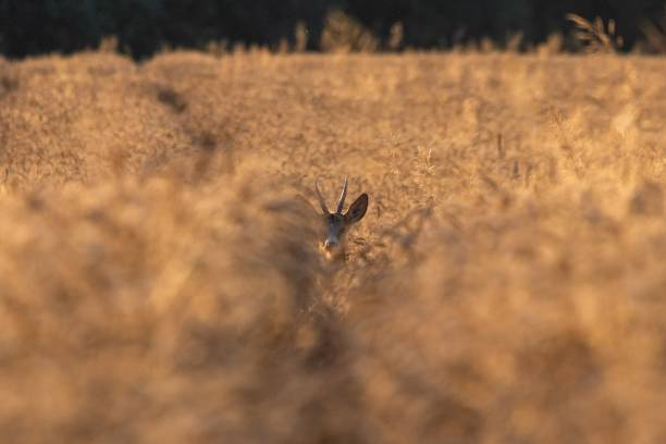 istock Selective focus of a deer picking out in a wheat field 1447603401