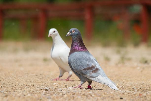 istock White dove and a wild pigeon perched on the ground 1447603444