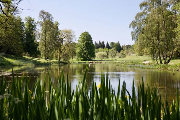 istock Beautiful calm lake in a lush green forest 1447604204