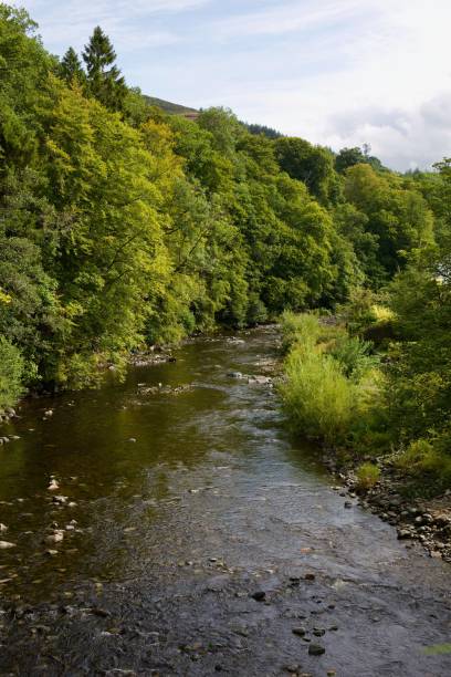 istock Vertical shot of a flowing stream in a lush green forest 1447604218