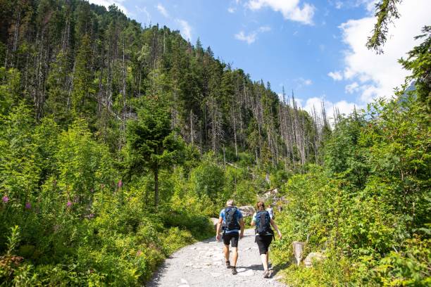 istock Hikers in the green forest on the High Tatras mountain range 1447604227