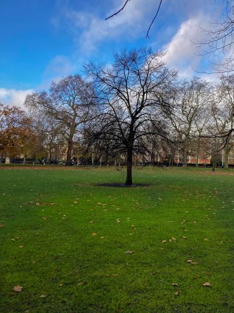 istock Hyde Park - Kensington Gardens in London 1447604937