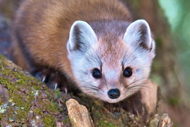 istock Cute Newfoundland pine marten on a tree against a blurred background 1447605104