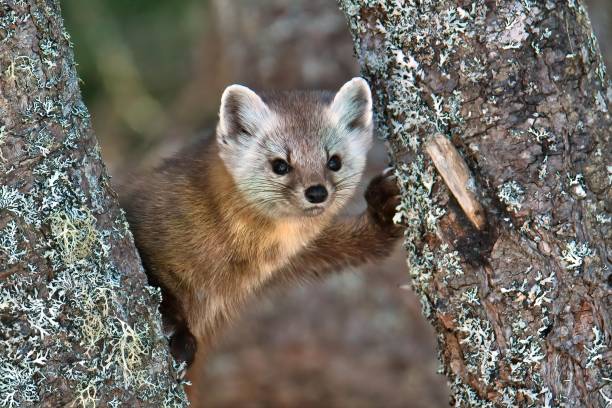istock Cute Newfoundland pine marten on a tree against a blurred background 1447605128