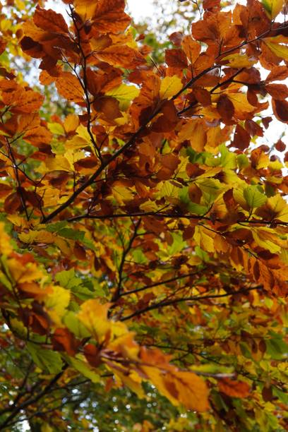 istock Low-angle shot of yellow autumn leaves 1447605316